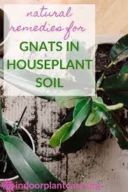 How To Get Rid Of Gnats In Houseplant Soil Indoor Plant Care Indoor Plant Care Gnats In House Plants Plant Pests