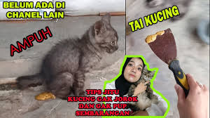 Di halaman rumah seperti dalam pasu. Cara Jitu Kucing Tidak Pup Sembarangan Youtube
