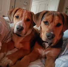 Lost and Found Pets- Cape Breton