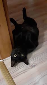 If you are a penguinz0/critikal fan, you may know of that one paper mario argument that lasted a full 11 months, and how the manga was the greatest thing ever. Kaya Orsan Kayaorsan Twitter