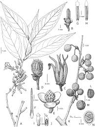 Image result for Polyceratocarpus gossweileri