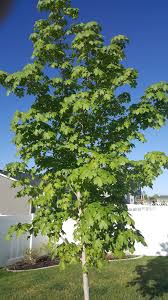 A cultivar of the common urban weed tree. Ask An Expert On Trees And Forests Forestry Usu