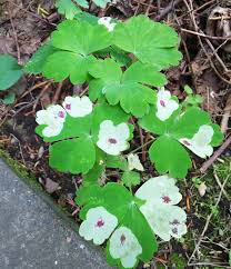 植物の葉の病気を教えて下さい Okwave
