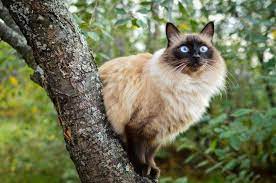 Are Himalayan Cats Hypoallergenic Allergy Management For You And Your Kitty The Pets And Love