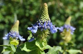 Image result for Pycnostachys reticulata