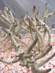 Image result for Buchholzia