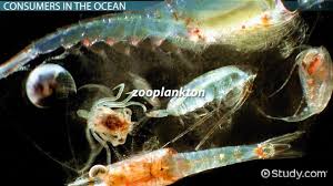 Ocean Producers And Consumers Biology Class Video Study Com