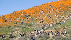 Consulta 53 opiniones, artículos, y 29 fotos de skydive elsinore, clasificada en tripadvisor en el n.°1 de 10 atracciones en lake elsinore. Lake Elsinore Isn T Only Place To See Poppies Other Southern California Super Bloom Spots