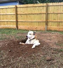 If your dog is trying to dig through the carpet, couch cushions, or even the blankets in your bed, you've got an entirely different situation on your hands. Your Dog Is Digging Up Your Garden Here S How To Stop Them