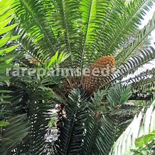 Image result for Cyathula natalensis