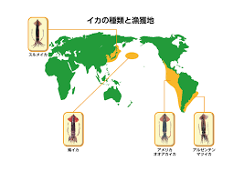 イカ 名 産地