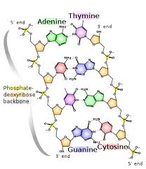 This video explains what is a nucleotide? Nucleobase Wikipedia