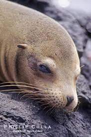 Galapagos Sea Lion South Plaza Island South Plaza Island Galapagos Islands Ecuador Zalophus Californianus Wolleb Lions Photos Sea Lion Galapagos Sea Lion
