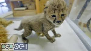 See more of tiger for pets on facebook. Adorable Cheetah Cubs Lion Cubs Tiger Cubs For Sale Al Ain Free Classifieds