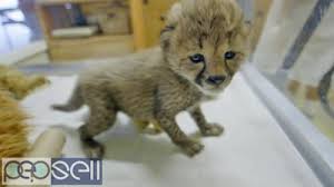 A wide range of available colours in our catalogue: Adorable Cheetah Cubs Lion Cubs Tiger Cubs For Sale Al Ain Free Classifieds