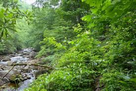 Check spelling or type a new query. Otter Creek Wilderness Go Wild In West Virginia Purple Lizard Maps