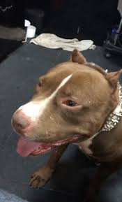 Dog Kopek Hayvan Animals Live Life Kopek Hayvan Iman