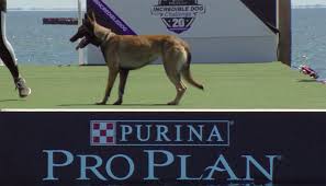 To take the liveclear challenge and earn $7 cash back on ibotta, visit @proplancat. Purina Pro Plan Dog Food Review 2021 Dog Nerdz