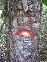 Image result for Hymenaea