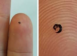 Image result for Scleria hispidula