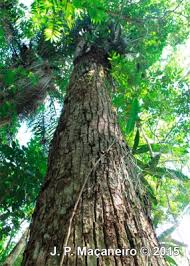 Image result for Manilkara