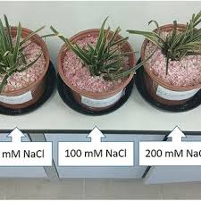 Image result for Asterochaete angustissima