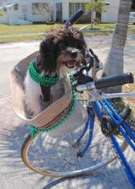Sonnenschutz und herausnehmbaren bodenkissen haben. á… Hunde Fahrradkorb á… Grosse Auswahl An Fahrradkorben Fur Hunde
