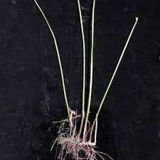 Image result for Cyperus denudatus