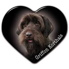 Image result for griffon korthalsův