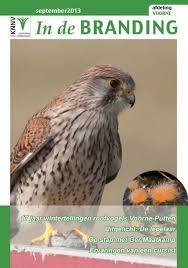 Ze lijken erg groot met vooral een norme bol van veren op het hoofd. 17 Jaar Wintertellingen Roofvogels Voorne Putten Uitgelicht De