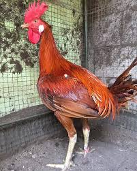Ayam peruvian atau yang biasa dikenal dengan nama ayam peru merupakan salah satu ayam jantan (jago) yang banyak digunakan untuk lomba. 87 Gambar Ayam Calpara Gambar Pixabay