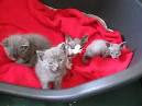 Wanted Sphynx or Ragdoll Kitten - JLA FORUMS