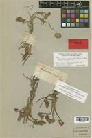 Image result for Heteranthera callifolia