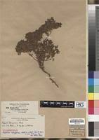 Image result for Euphorbia schimperiana