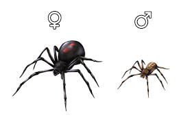 Learn how to draw black widow pictures using these outlines or print just for coloring. How To Draw Animals Spiders Popular Species Anatomy And Movement