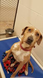 Looking to get away for 3 days in aug.prefer a resort or b&b with sand beach and one that is pet friendly. Brainerd Animal Shelter Photo Gallery Heartland Animal Rescue Team