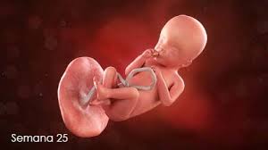 🤰 mi embarazo semana a semana, una guía práctica y útil. Semana 25 Para Padres Nemours Kidshealth
