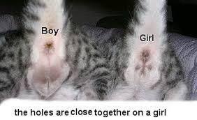 You will have a fantastic time with them before it's time to find them a new home. 3rdg 101 Study Guide 2014 15 Niles Instructor Niles At Piedmont Technical College Studyblue Pregnant Cat Baby Black Cat Cool Cat Toys