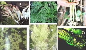 Image result for Odontosoria africana