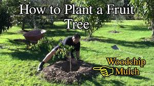 Birdies Raised Garden Beds Review How To Plant A Fruit Tree In The Backyard With Woodchip Fruit Trees Plants Backyard