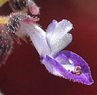 Image result for Coleus sessilifolius