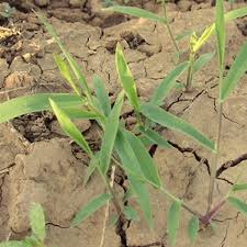 Image result for Moorochloa eruciformis