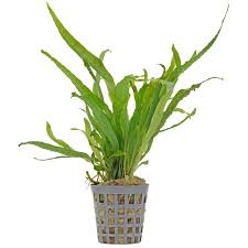 Image result for Microsorum