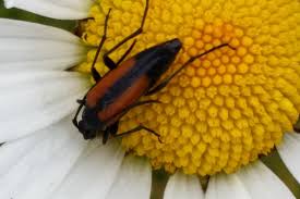What's the difference between a male and female longhorn beetle? Black Striped Longhorn Beetle Media Encyclopedia Of Life
