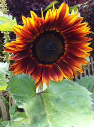 I Tried A Different Sunflower This Year Claret F1 They Are Tall With Multiple Flower Heads Some Are Chocolate Brow Sunflower Pictures Cottage Garden Plants