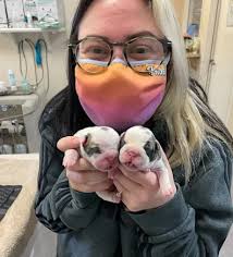 Our Expert Veterinarians in Bellingham, WA