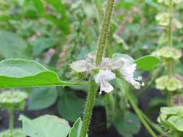 Image result for Ocimum urundense