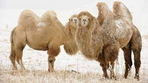 Why exactly it is represented on the logo of the dxchain project. Bactrian Camel
