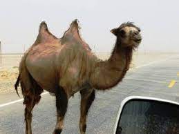 Between 1959 and 2014, average life expectancy in the united states rose astoundingly by nearly a decade. Wild Bactrian Camel Edge Species Info About What