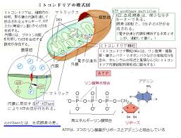 車山高原レア メモリーが語る イネ科植物